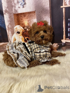 Zdjęcie №3. Maltipa to cudowna dziewczyna. Niemcy