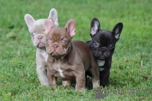 Zdjęcie №3. Chiots Bouledogue Français à vendre. Luksemburg