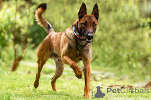 Zdjęcie №3. Przystojny Anzor szuka domu.. Federacja Rosyjska