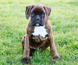 Zdjęcie №3. Chiots Boxer do sprzedaży. Belgia