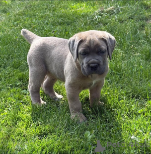 Zdjęcie №1. cane corso - na sprzedaż w Aalborg | 3109zł | Zapowiedź №173399
