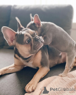 Zdjęcie №2 do zapowiedźy № 153743 na sprzedaż  buldog francuski - wkupić się Niemcy hodowca