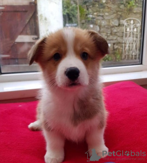 Zdjęcie №1. welsh corgi - na sprzedaż w Maastricht | Bezpłatny | Zapowiedź №123947