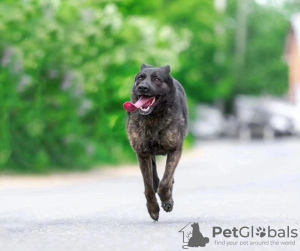 Zdjęcie №3. Eva to wesoły i dobroduszny pies szukający domu!. Federacja Rosyjska