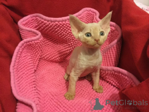 Zdjęcie №2 do zapowiedźy № 171564 na sprzedaż  devon rex - wkupić się Finlandia prywatne ogłoszenie, hodowca