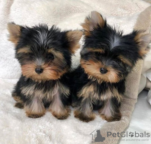 Zdjęcie №1. yorkshire terrier - na sprzedaż w Vilvoorde | Bezpłatny | Zapowiedź №129084