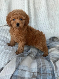 Zdjęcie №1. pudel (zabawka) - na sprzedaż w Helsinki | 2392zł | Zapowiedź №165677