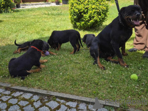 Zdjęcie №3. Szczenięta Rottweilera do adopcji.. Finlandia
