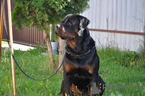 Zdjęcie №3. Szczenięta Rottweilera. Białoruś