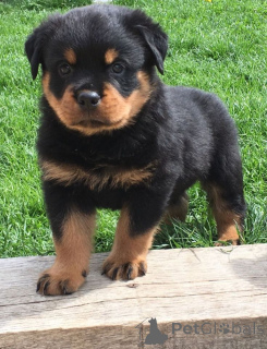 Zdjęcie №1. rottweiler - na sprzedaż w Almer | negocjowane | Zapowiedź №168419