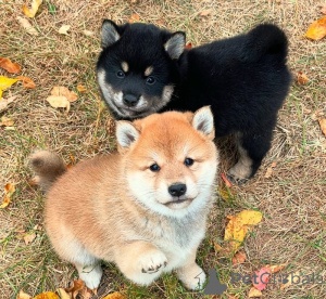 Zdjęcie №1. shiba - na sprzedaż w Key West | 3558zł | Zapowiedź №138251