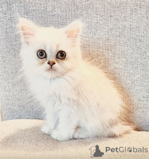 Zdjęcie №1.  - na sprzedaż w Toronto | Bezpłatny | Zapowiedź № 162002