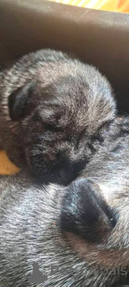 Zdjęcie №2 do zapowiedźy № 157212 na sprzedaż  sznaucer średni - wkupić się Serbia 