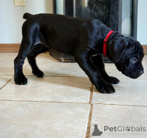 Zdjęcie №2 do zapowiedźy № 161250 na sprzedaż  cane corso - wkupić się Finlandia hodowca