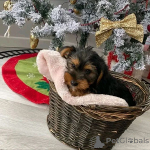 Zdjęcie №1. yorkshire terrier - na sprzedaż w Helsinki | 2392zł | Zapowiedź №163784