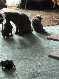 Zdjęcie №3. Zdrowie kociąt Mainecoon gwarantowane. Szwajcaria