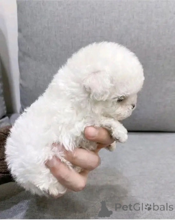 Zdjęcie №1. maltańczyk - na sprzedaż w Berlin | 3109zł | Zapowiedź №161861