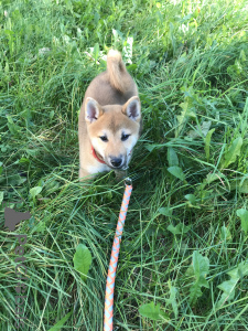 Zdjęcie №2 do zapowiedźy № 7862 na sprzedaż  shiba - wkupić się Białoruś prywatne ogłoszenie