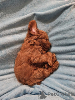 Zdjęcie №3. Cockapoo šteci - koker i pudla. Serbia