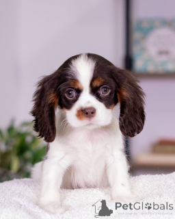 Zdjęcie №2 do zapowiedźy № 160716 na sprzedaż  cavalier king charles spaniel - wkupić się Islandia hodowca
