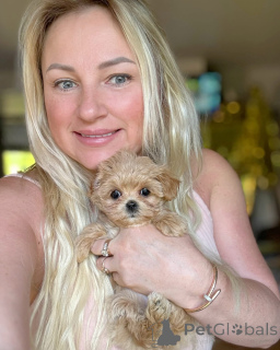 Zdjęcie №3. Elitarny pudel zabawkowy mini micro maltipoo. Białoruś