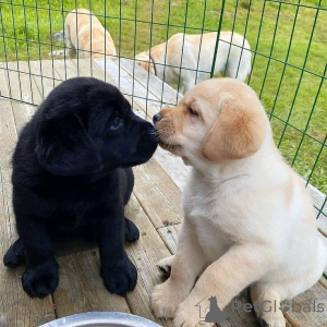 Zdjęcie №1. labrador retriever - na sprzedaż w Berchtesgaden | 2085zł | Zapowiedź №168075