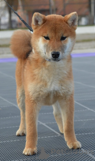 Dodatkowe zdjęcia: Shiba Inu szczenięta