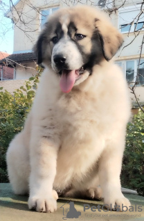 Zdjęcie №3. Owczarek kaukaski szczenięta. Serbia