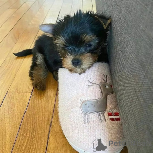 Zdjęcie №1. yorkshire terrier - na sprzedaż w Meljine | 2631zł | Zapowiedź №163331