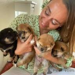 Zdjęcie №1. shiba - na sprzedaż w Paryż | 3348zł | Zapowiedź №166753