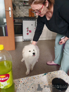 Zdjęcie №2 do zapowiedźy № 135235 na sprzedaż  samojed (rasa psa) - wkupić się Austria prywatne ogłoszenie