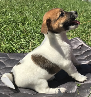 Zdjęcie №2 do zapowiedźy № 175643 na sprzedaż  jack russell terrier - wkupić się Białoruś 