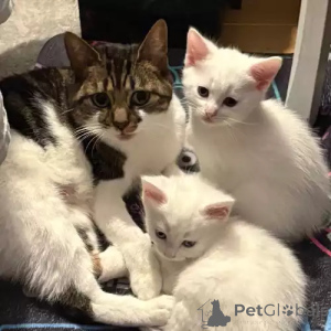 Zdjęcie №1. turecki van - na sprzedaż w Bayerbach | 1761zł | Zapowiedź № 167246