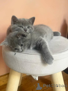 Zdjęcie №1. kot kartuski - na sprzedaż w Aachen | negocjowane | Zapowiedź № 158803