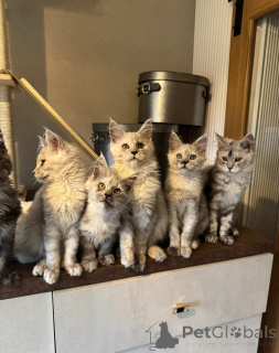 Zdjęcie №1. maine coon - na sprzedaż w Bellingham | negocjowane | Zapowiedź № 158079