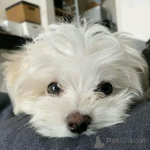 Zdjęcie №4. Sprzedam maltańczyk w Lippstadt. prywatne ogłoszenie - cena - negocjowane