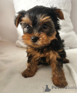 Zdjęcie №3. (Yorkshire). Szczenięta. Niemcy
