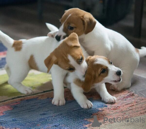 Zdjęcie №1. jack russell terrier - na sprzedaż w Bielefeld | 2392zł | Zapowiedź №149692