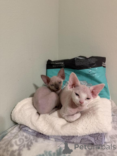 Zdjęcie №1. devon rex - na sprzedaż w Grossarl | 1674zł | Zapowiedź № 178575