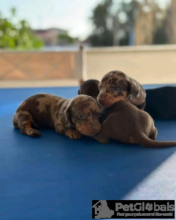 Zdjęcie №3. Zaszczepiony szczeniak jamnika na sprzedaż! Czy jesteś gotowy dodać do swojej. Włochy