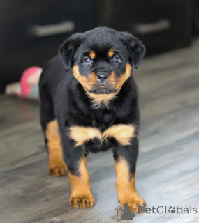 Zdjęcie №1. rottweiler - na sprzedaż w Warszawa | negocjowane | Zapowiedź №178633