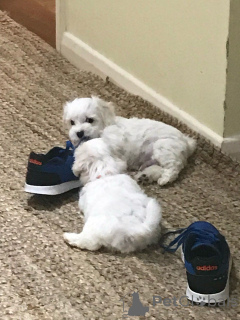 Zdjęcie №1. maltańczyk - na sprzedaż w Heidelberg | 1913zł | Zapowiedź №149055