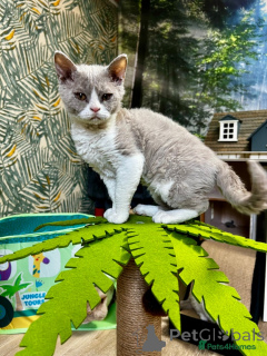 Zdjęcie №4. Sprzedam selkirk rex krótkowłosy w Feldkirch. hodowca - cena - 1148zł