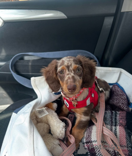 Zdjęcie №1. jamnik - na sprzedaż w Helsinki | 2392zł | Zapowiedź №164011