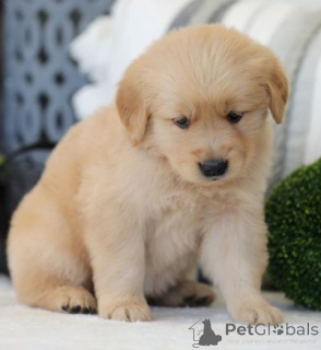 Zdjęcie №1. golden retriever - na sprzedaż w Antwerpia | Bezpłatny | Zapowiedź №167846