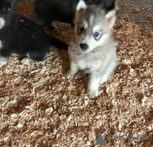 Zdjęcie №3. Urocze szczenięta husky syberyjskiego. Przyjmowanie depozytów do przechowywania.. Grecja