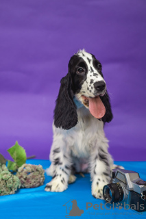 Zdjęcie №4. Sprzedam cocker spaniel angielski w Mińsk. od żłobka - cena - negocjowane