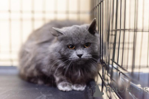 Zdjęcie №4. Sprzedam  w Chimki. ze schronu - cena - Bezpłatny