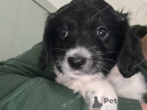 Zdjęcie №1. bichon frise - na sprzedaż w Alba-Julia | negocjowane | Zapowiedź №160026