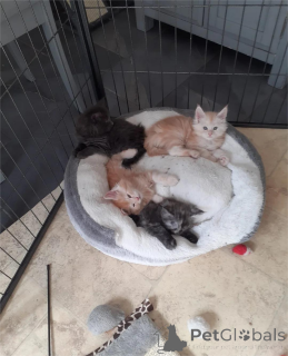 Zdjęcie №2 do zapowiedźy № 154211 na sprzedaż  maine coon - wkupić się Niemcy 